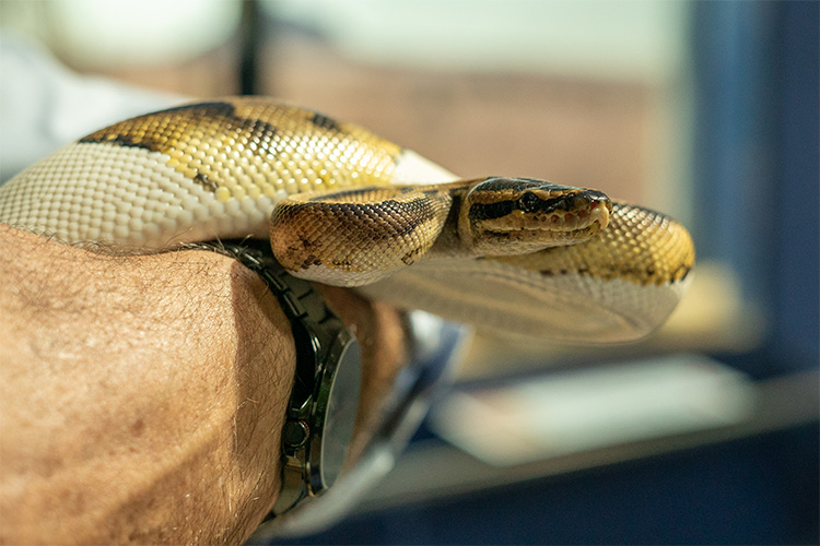 Existe uma serpente no mundo que cresce 0,5 cm por segundo, a cada 200  segundos