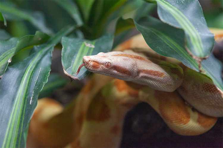 Veneno de serpente tem proteínas com potencial farmacológico