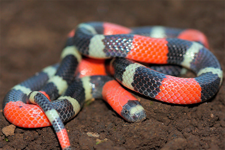 Sonhar com cobra dando bote: preta, verde, marrom, cascavel e mais!