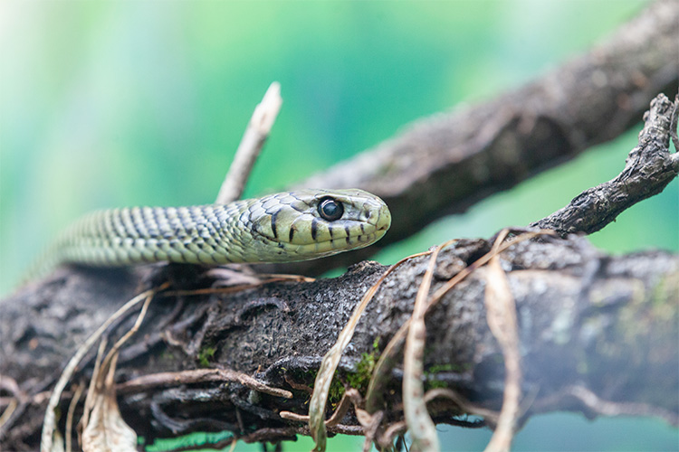 Cobra caninana no Pantanal: veja nossa galeria de fotos