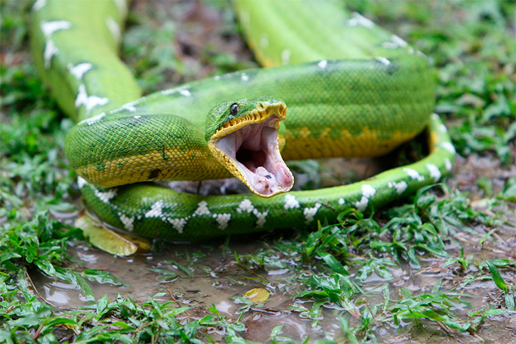 Cobra Azul Escura Em Um Galho Com Folhas Crescendo Ao Fundo