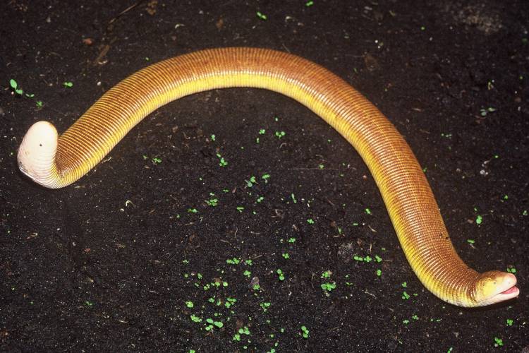 Sonhar com cobra de duas cabeças: descubra os significados!