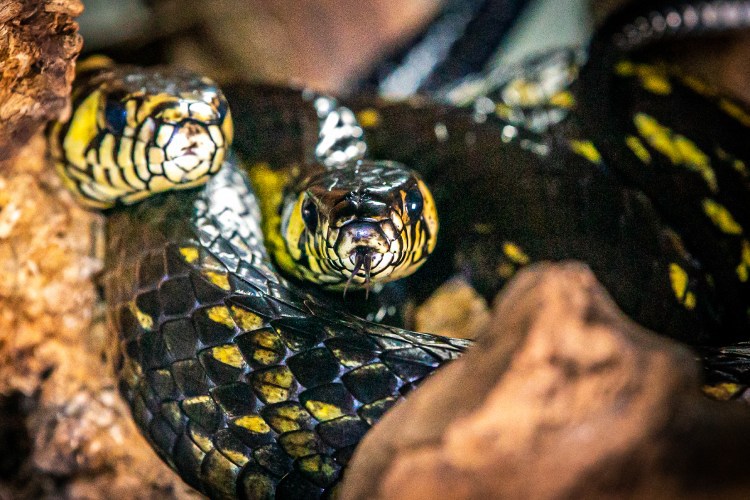 O homem que recebeu picadas de 200 cobras em nome da ciência - BBC News  Brasil