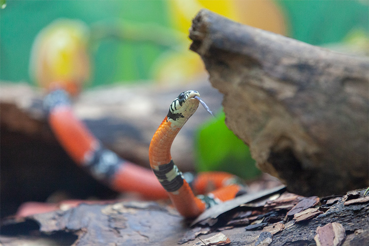 Existe uma serpente no mundo que cresce 0,5 cm por segundo, a cada 200  segundos