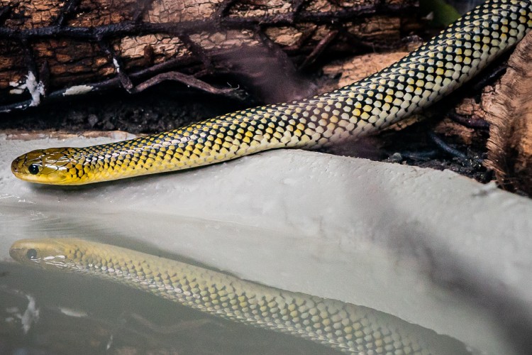 Cobra caninana no Pantanal: veja nossa galeria de fotos