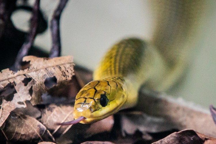 Uma cobra azul com gotas de água na cabeça