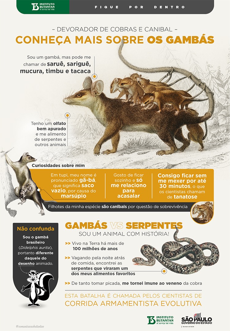 Envenenamento por cobras aumentou com as mudanças climáticas - Olhar Digital