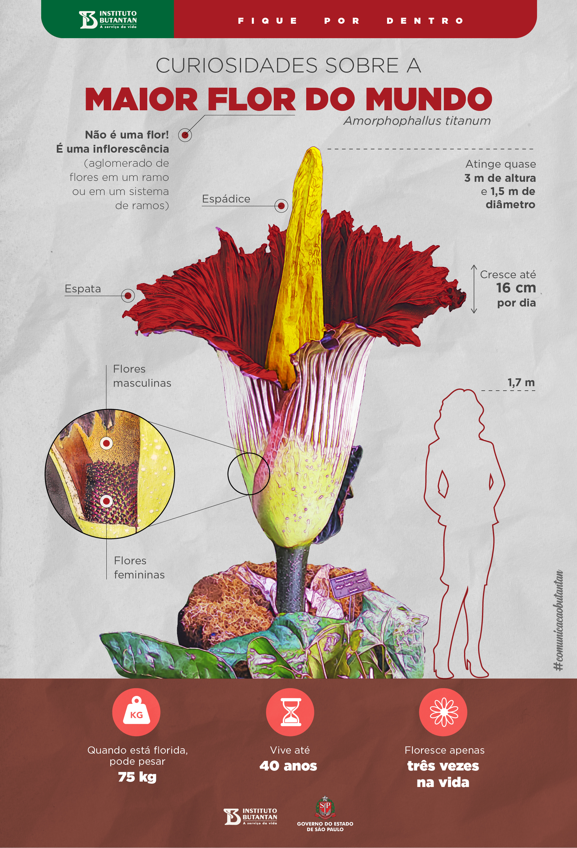 Sete curiosidades sobre a maior flor do mundo: o antúrio titã - Instituto  Butantan