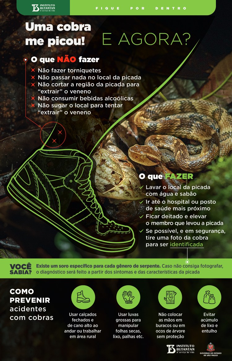 Saiba o que fazer e o que evitar se encontrar uma cobra em casa