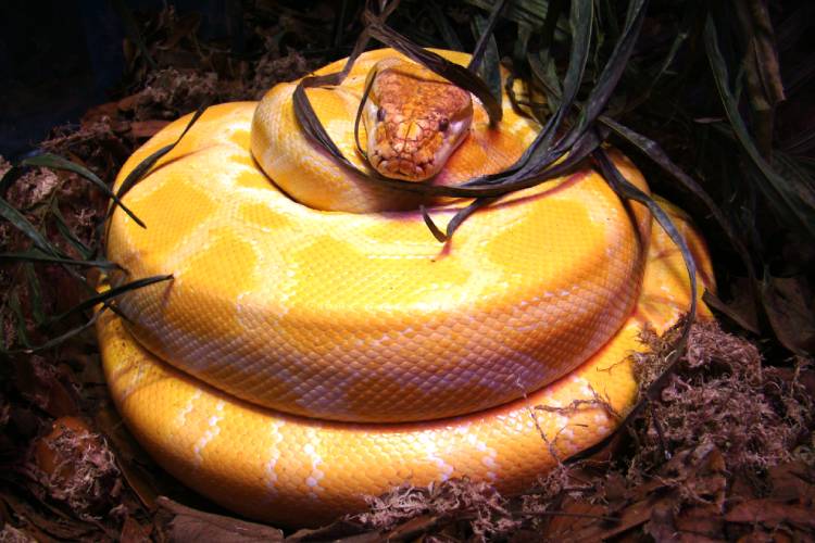 Biólogo desvenda mito da cobra vermelha, que viralizou