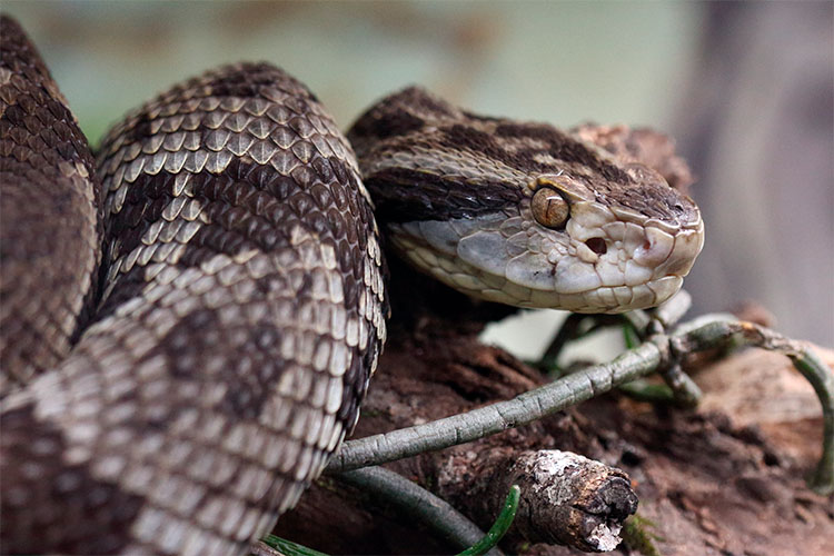 Habitat da cobra azul da Malásia. O nome científico desta bela