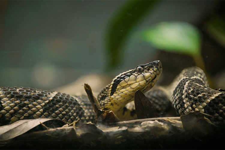 Vetores de Bonita E Alegre Azul Cobra Ou Serpente Personagem De