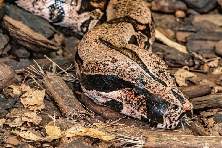 Cobra-coral verdadeira pode ser preta e branca; coloração varia entre as 45  espécies do Brasil, Terra da Gente