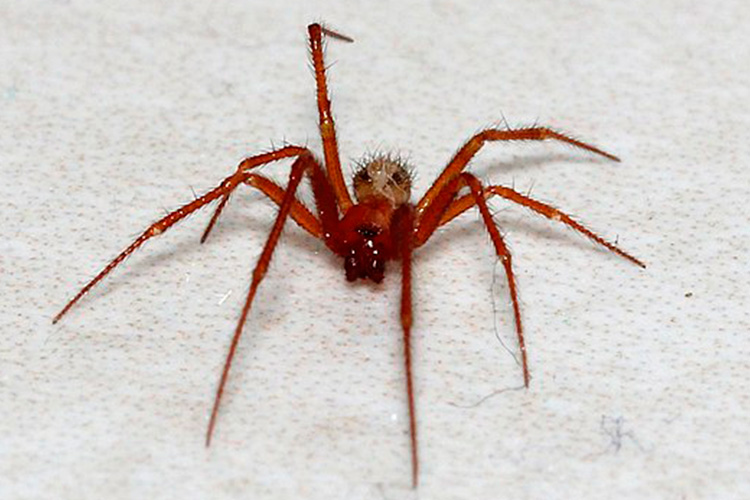 Significado de Sonhar Com Aranha  Especies de aranhas, Significado dos  sonhos, Aranha