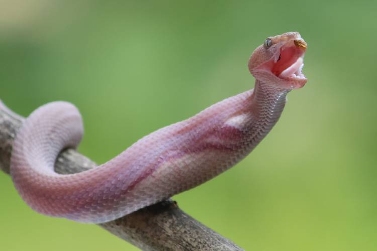 Os animais também podem ser albinos