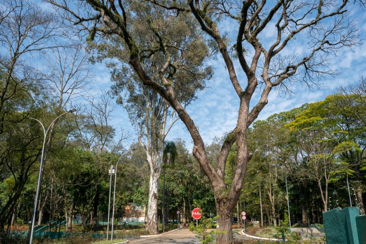 Árvores, tecnologia e pessoas ajudam parque Moçambicano a reverter