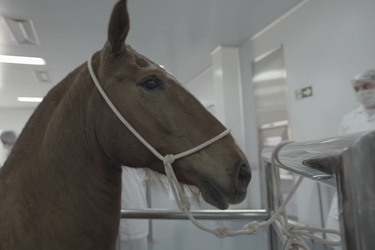 Soro contra a Covid-19 feito com plasma de cavalo será testado em