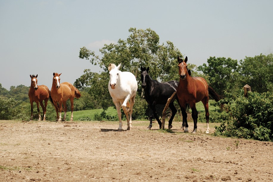 De onde vem o que eu uso: cavalos que participam da produção do soro  anti-Covid comem melaço e até escutam música clássica, Agro a  indústria-riqueza do Brasil