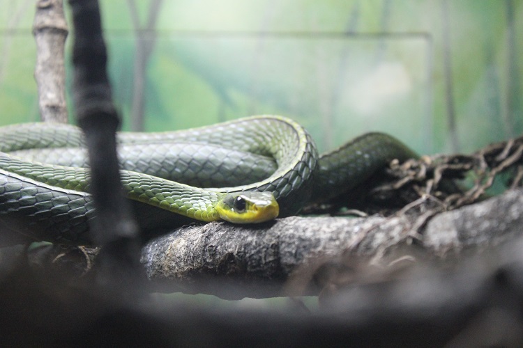 Cobra cega? Entenda por que os olhos das serpentes ficam azuis, Terra da  Gente