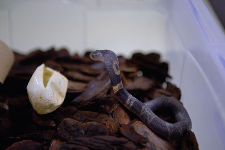 Veneno de serpente tem proteínas com potencial farmacológico