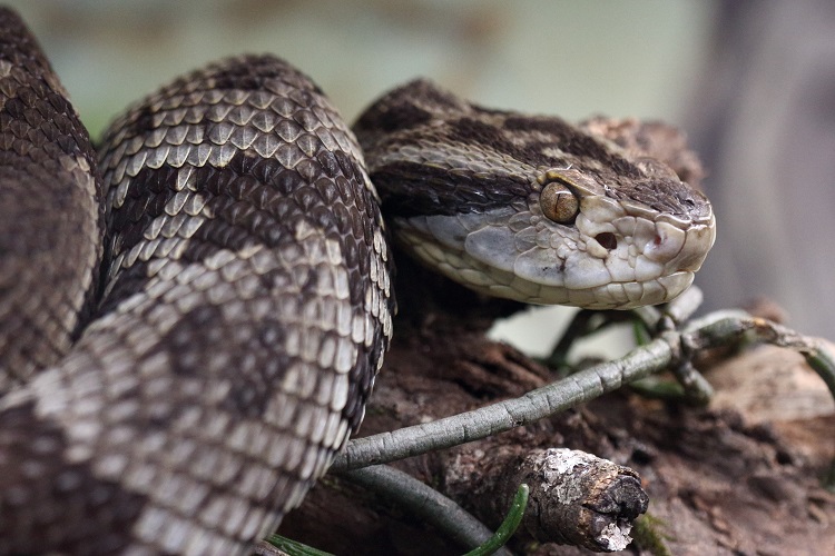 Sem soro no Brasil, serpente apreendida no Distrito Federal pode