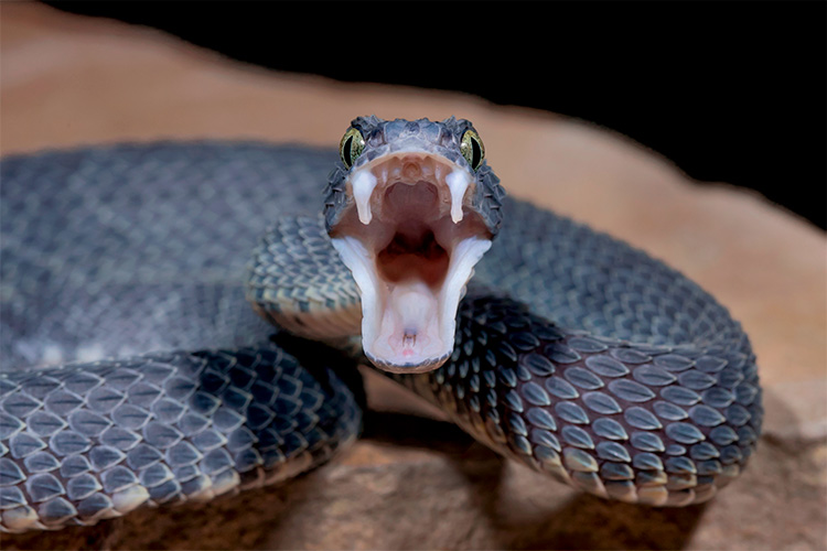 Biólogo desvenda mito da cobra vermelha, que viralizou