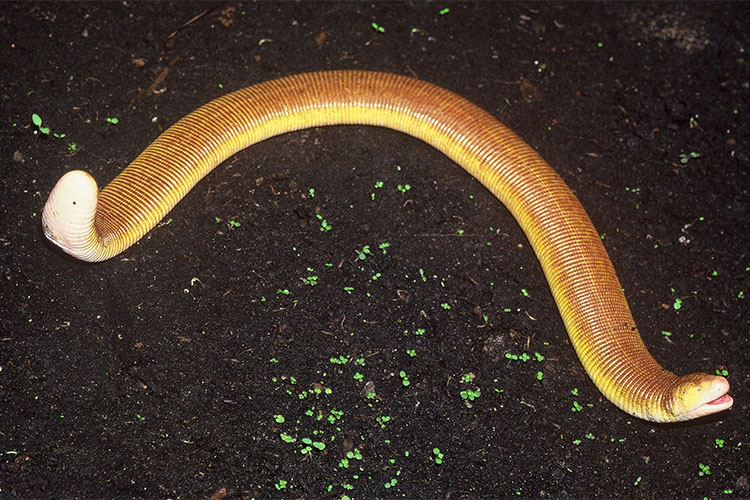 Cobra cega? Entenda por que os olhos das serpentes ficam azuis, Terra da  Gente