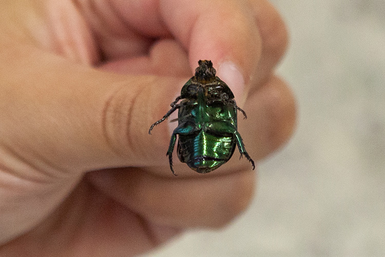 Besouro Azul tem previsão de abertura doméstica catastrófica