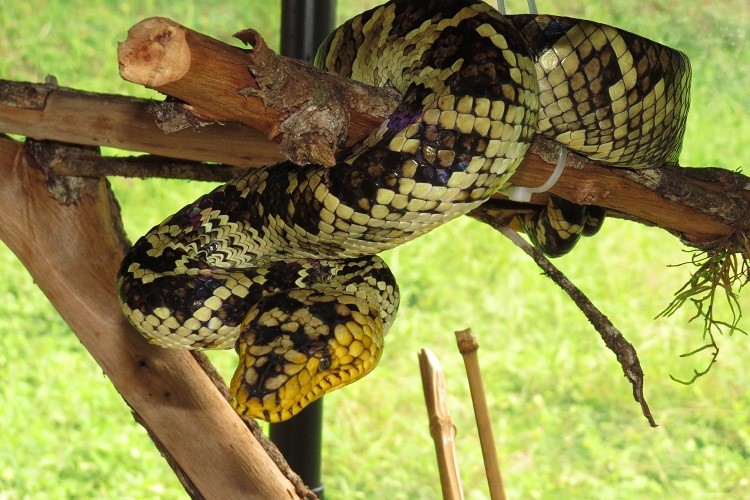 Vídeo mostra cobra rara de cor azul extremamente venenosa