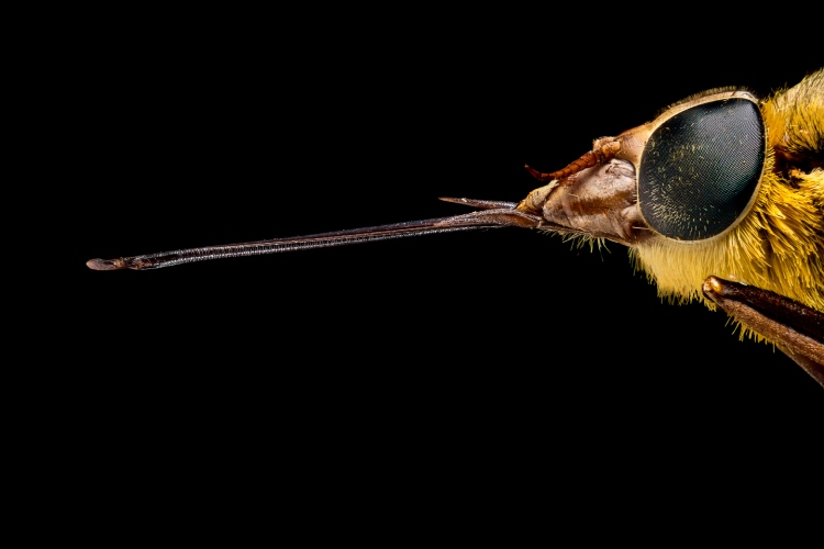 Moradora do interior de SP registra jequitiranaboia, espécie