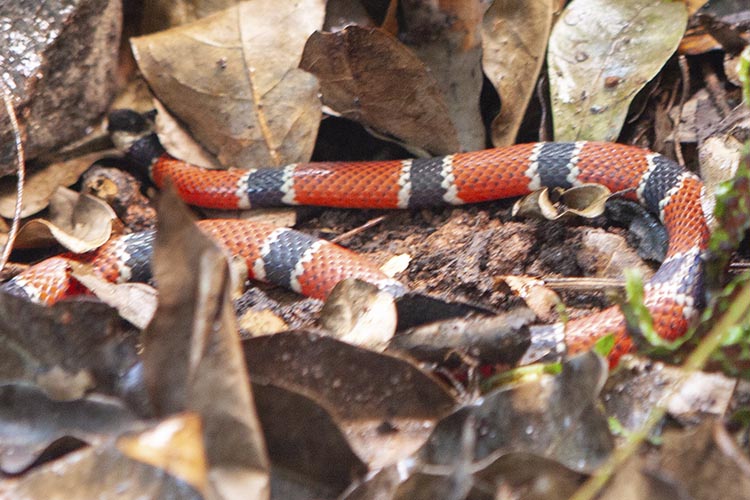 Cobra coral  Ciência no Ar - Programa de Extensão - UFMG