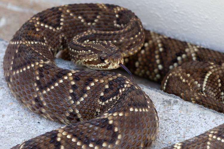 Terceira idade: as serpentes idosas do Butantan também merecem