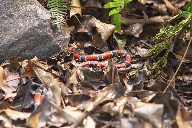 Cobra-coral verdadeira pode ser preta e branca; coloração varia entre as 45  espécies do Brasil, Terra da Gente