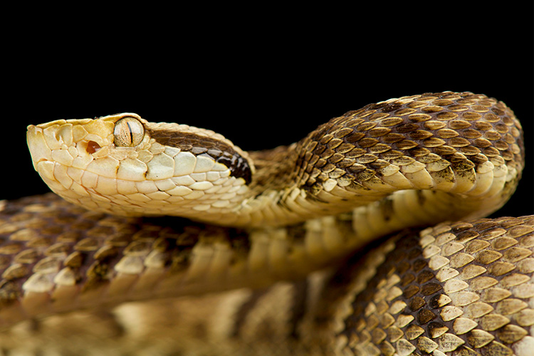 Existe uma serpente no mundo que cresce 0,5 cm por segundo, a cada 200  segundos