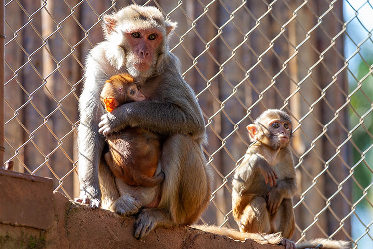 Macaco em zoológico liga para número de emergência e mobiliza