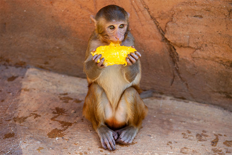 Sagui - Como cuidar desse macaquinho