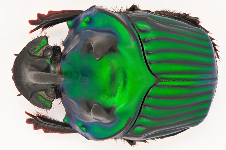 Cobra cega? Entenda por que os olhos das serpentes ficam azuis, Terra da  Gente