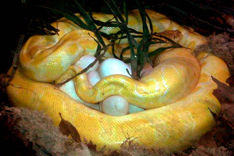 O que significa sonhar com cobras? Especialistas apontam possíveis sentidos