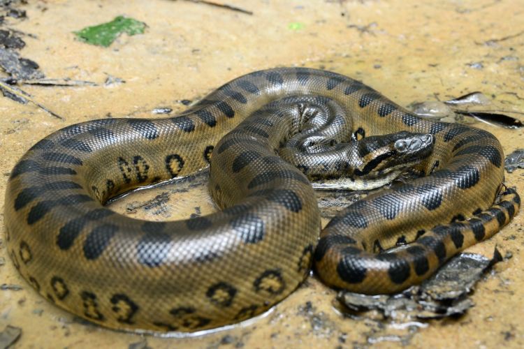 A cobra que não sabia cobrar