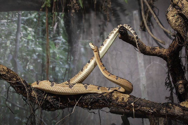 Cobra caninana no Pantanal: veja nossa galeria de fotos